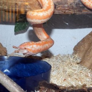 Pippi ;my Albino Rosy Boa