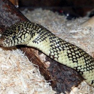Domino my Florida Brooks King Snake