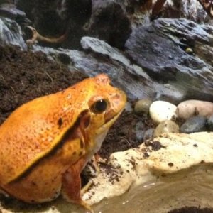 Lucy my Tomato Frog