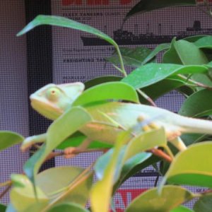 IMG 0066