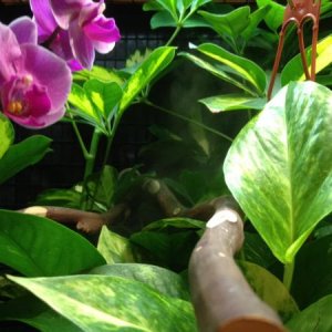 Inside the cage: Pothos and a moth orchid. You can see some fog rolling in in the background.