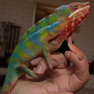 this is my 6.5 month old Ambilobe,son of Niji.........Niji's sire is Legend and the dame's grand-sire is Line Drive from Kammerflage.