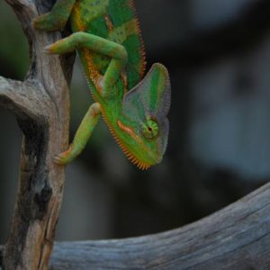 Chameleons and babies 7 23 14 487