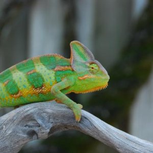 Chameleons and babies 7 23 14 492