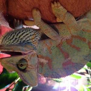 Stella, the meanest Veiled Chameleon alive! She is rescue, and apparently had been mistreated and malnourished, her feistiness had made her the family
