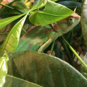 Rango (*_*) see the big bite out of the leaf, he loves his money tree....