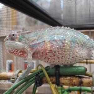 Aldous [Male BB Ambilobe]