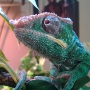 Post-Shed