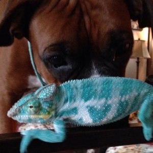 Gonzo the Faly and Mason the Boxer