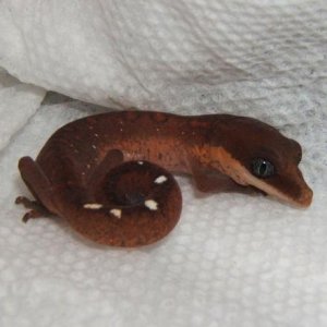 Silver Eyes Cat Gecko