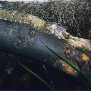 giant Uroplatus spp.