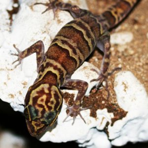 Cyrtodactylus chanhomeae