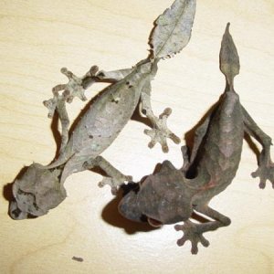 Odd Uroplatus local comparison