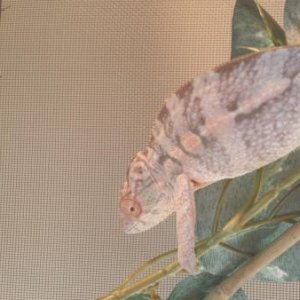 Gravid colors?