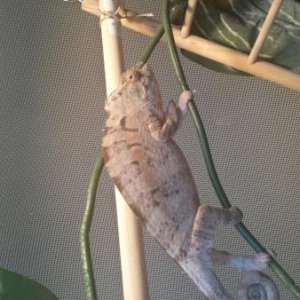 Gravid colors?