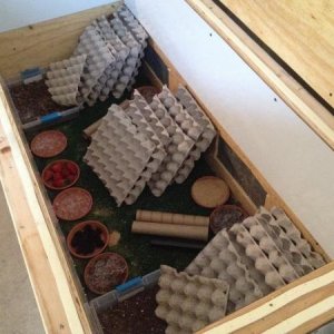 One of our 2 adult cricket breeding bins, 28"x6' with 2 egg laying bins, we rotate the egg laying bins every 4 days and move them to incubation, typic