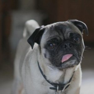 Bogart