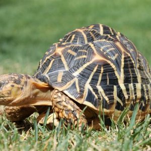 Keeva, Sri Lankan Star Tortoise