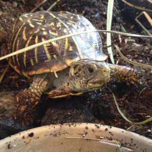 Layla, ornate box turtle