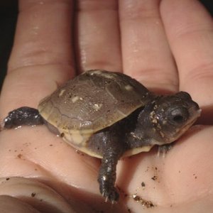Spot, 1 day old three-toed box turtle