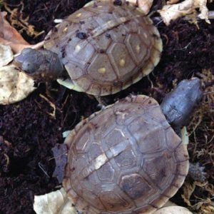 Spot and Dot, yearling three-toed box turtles