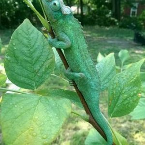 No really I'm a stick