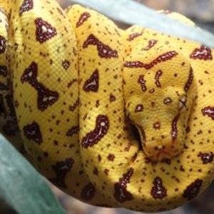 This is Willow, unsexed Biak Green Tree Python