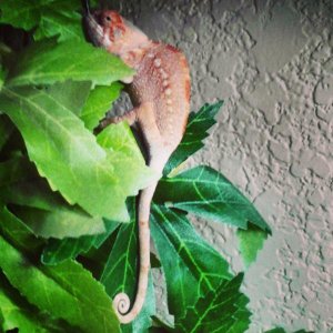 Good morning from Harlequin Opal, my new addition and very first chameleon!