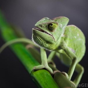 green chameleon  HEY MAN. WHAT'S UP