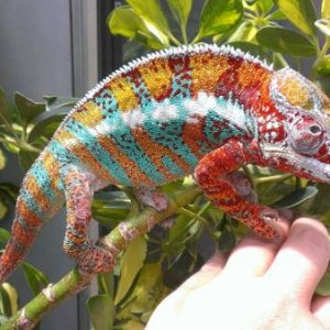 Fruit Loops enjoying the sun while still with Chamalot Chameleons, i just love this photo. :-)