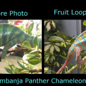 Fruit Loops started out as a green and blue bar ambanja. He has drastically changed here as he matured to this beautiful red and blue bar cham.