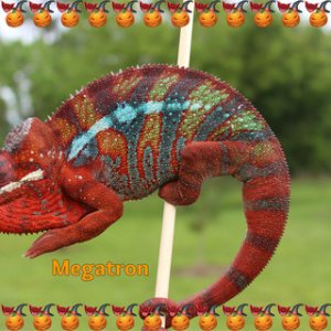Nacho's "sire" from "Sunshine Chameleons"

Thank you Grace !
