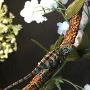 Tiki 3.5 months