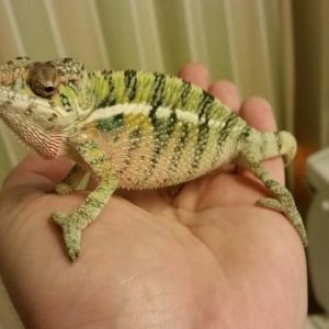 Remy showing colors
