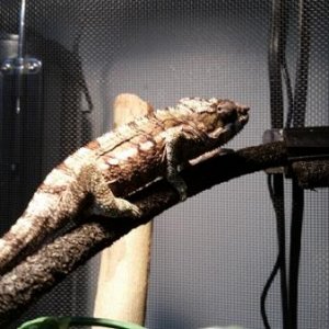 Basking