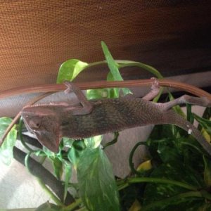 After First shed