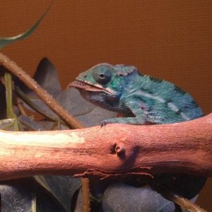 Don't like the paparazzi taking pics of him eating