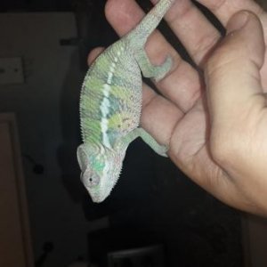 3.75months old