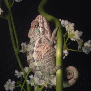 Tiki 4 months