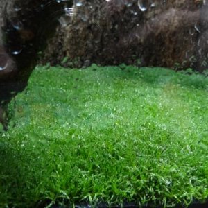 Moss