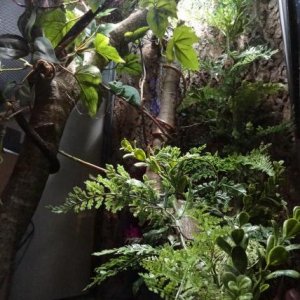 Petri in the Jungle