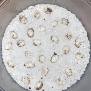 Ambanja eggs gonna be amazing