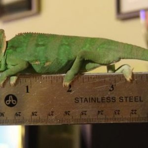 4 inch body