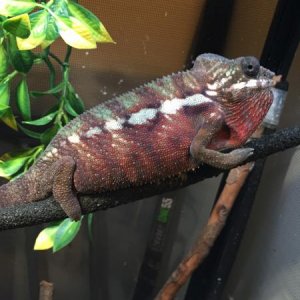 5 mo dark / flexing on me