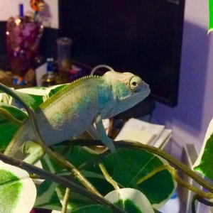 Male 2