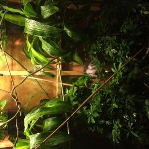 Bamboo, Exo terra vines, umbrella plants, weeping fig, pothos vines, and an orchid