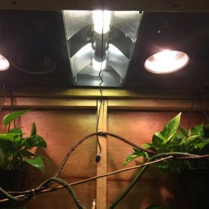 Two 100w bulbs, two UVB bulbs, with night time lights. Cage gets to about low 50 at night so they're necessary. Basking spot is right at 90-95