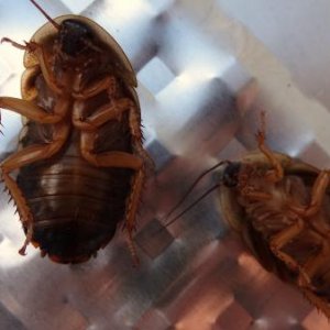 male and female roach bellies