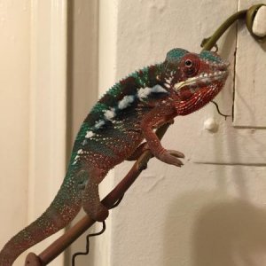 freerange2