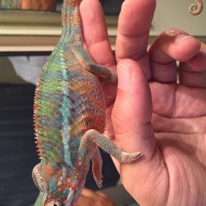 5months old